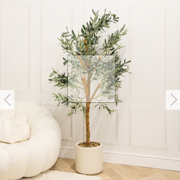 Olive Tree in Pot - Image 2