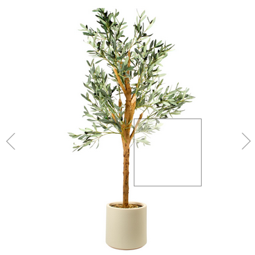 Olive Tree in Pot - Image 3