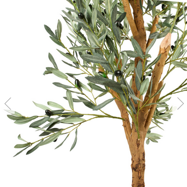 Olive Tree in Pot - Image 4